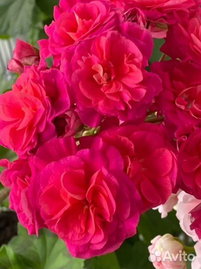 Пеларгония сортовая коллекционная