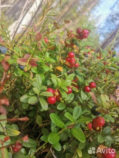 Брусника ягода свежая