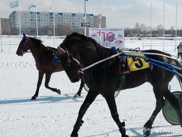 Жеребец Орловский рысак