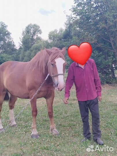 Кобыла тяжеловоз