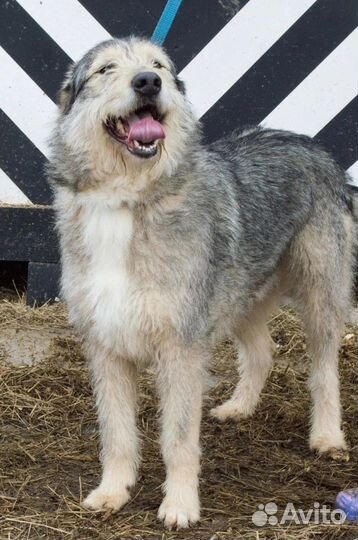 Послушный пес бесплатно в добрые руки