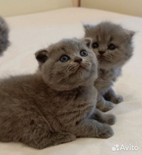 Продам очаровательных котят
