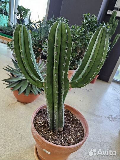 Кактус Мексиканский Полаския большой
