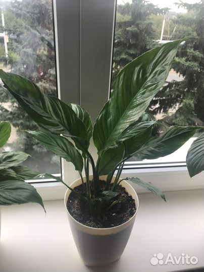 Спатифиллум