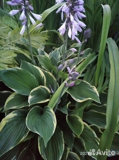 Хоста многолетка