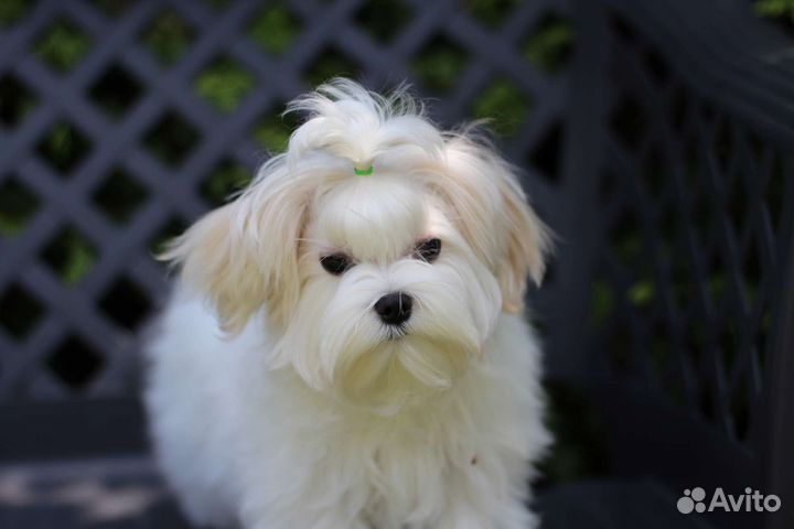 Собаки щенки