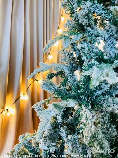 Сосна как из Альп не осыпается на Новый год