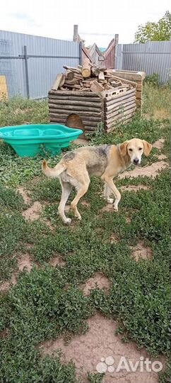 Собака порода русская гончая в добрые руки