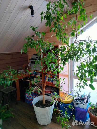 Фикус бенджамина большой