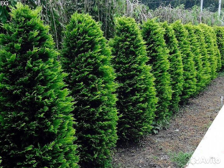 Туя брабант