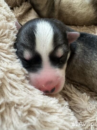 Щенки хаски