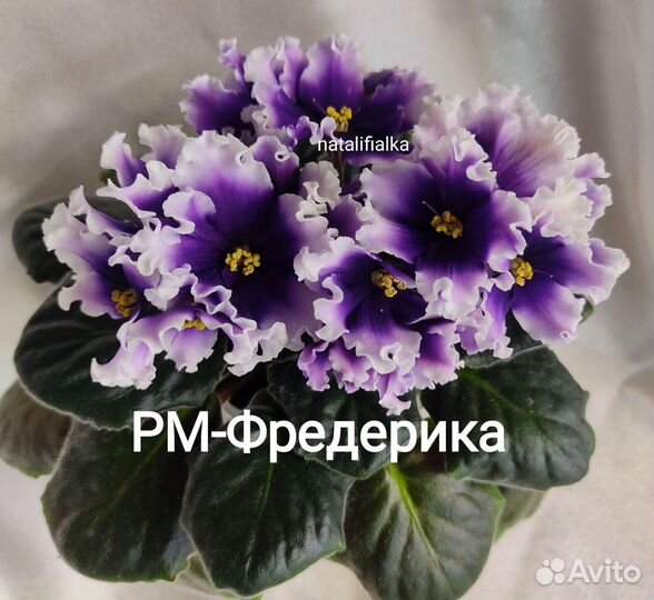 Детки сортовых фиалок