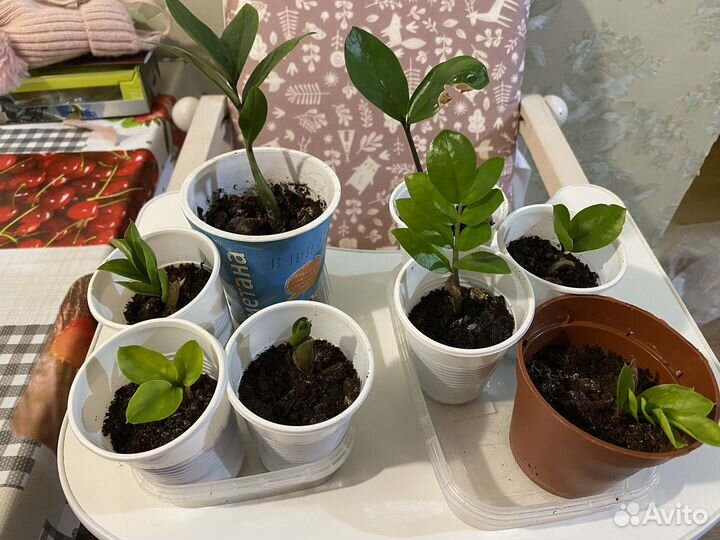 Замиокулькас