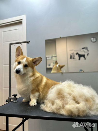 Груминг собак и кошек