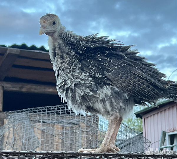 Индюшата хайбрид.,Биг 6, Белая шир. 1 месяц