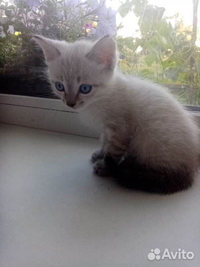 Отдам в добрые руки котенка
