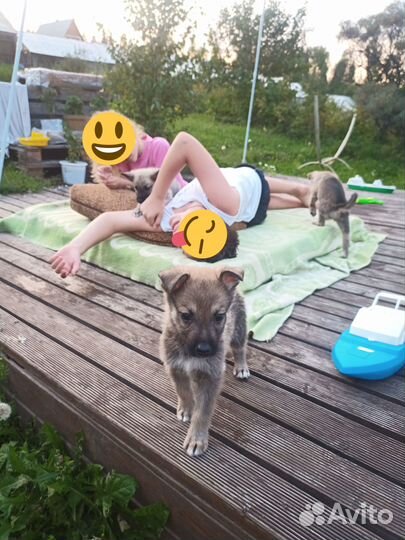 Отдам в добрые руки