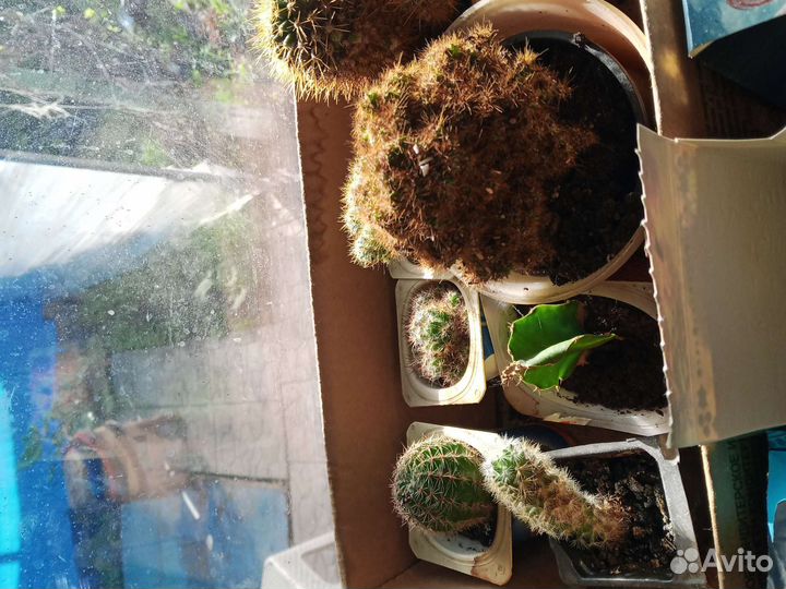 Кактусы разные