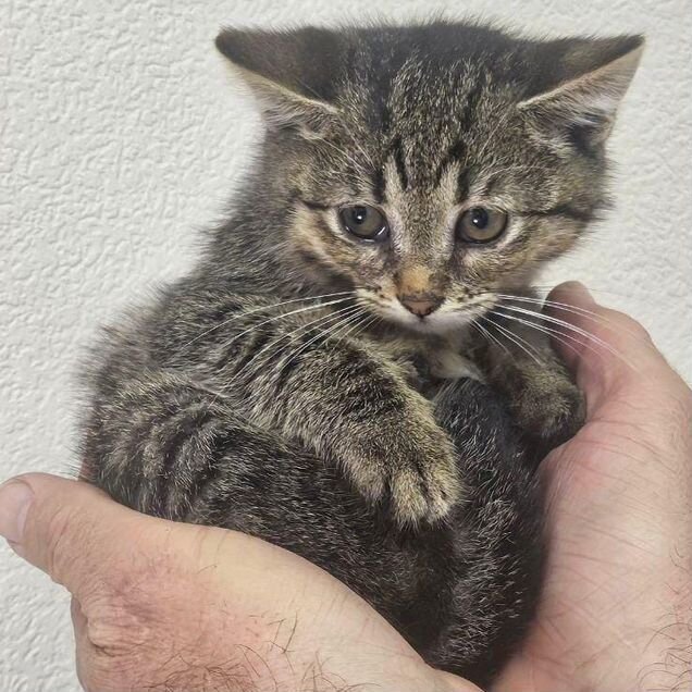 Котёнок в добрые руки