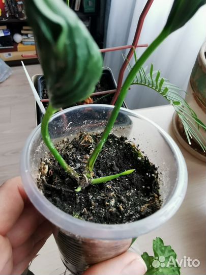 Сциндапсусы