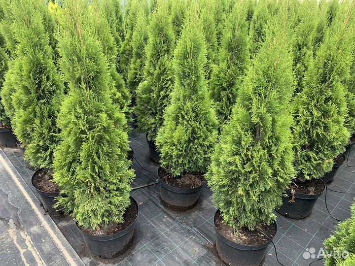 Декоративные (хвойные) и плодовые растения