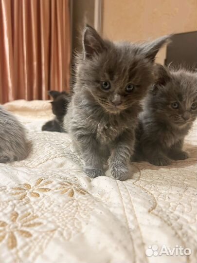 Котята мейн-кун