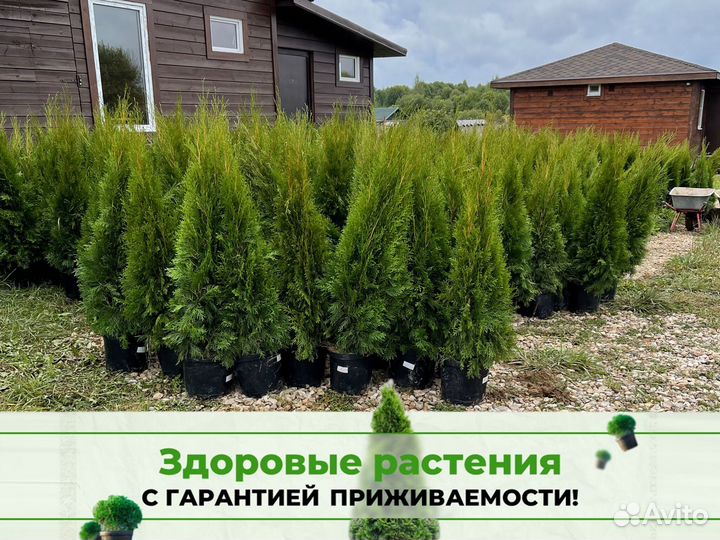 Туя смарагд 100 см свежая копка 2023