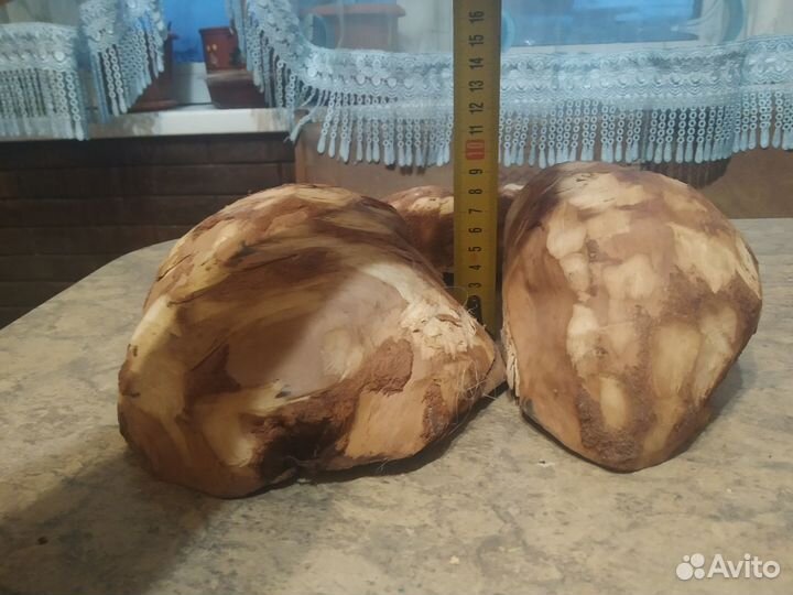 Сувель березовый
