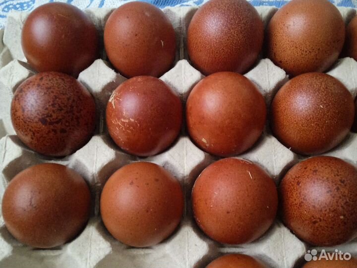 Инкубационное яйцо марана, австралорпа, виандота