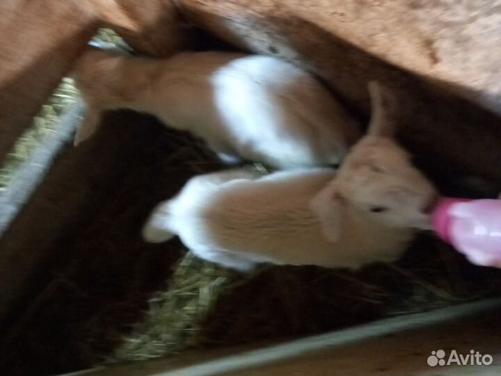 Козы и козлята продажа