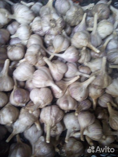 Чеснок домашний