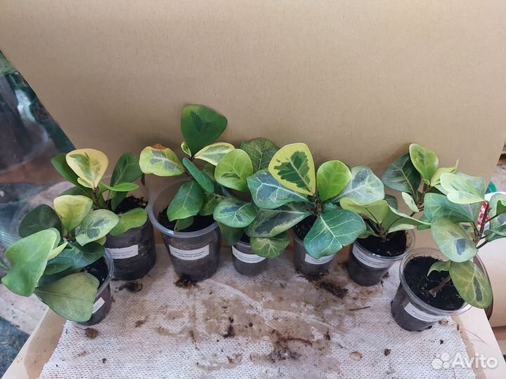 Сортовые фикусы