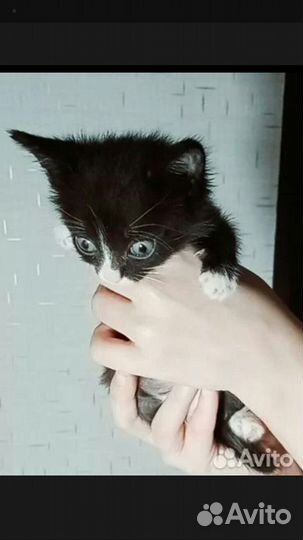 Котята бесплатно