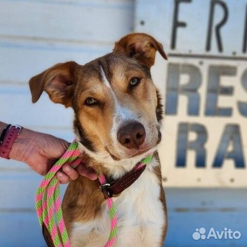 Молодые собаки подростки много разных в дар