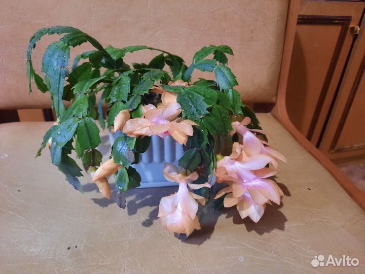 Цветок декабрист