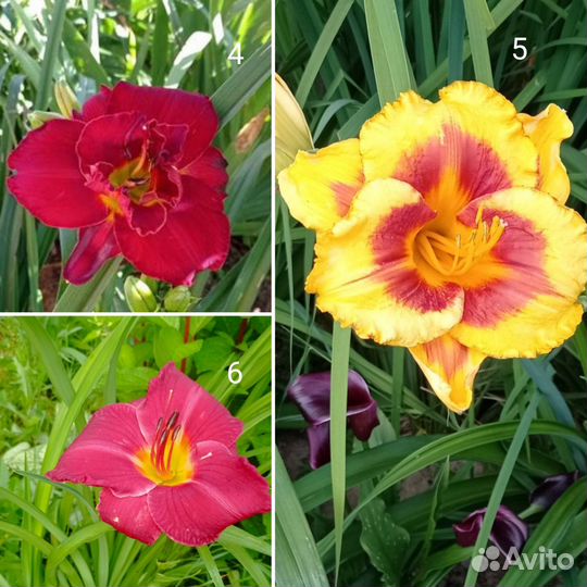 Лилейники сортовые