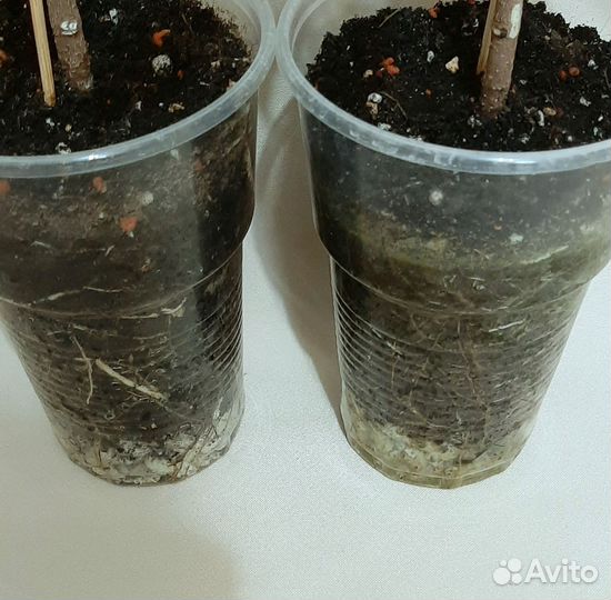 Фикус бенджамина 