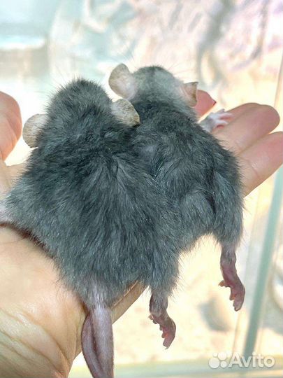 Крыса дамбо Девил Поинт Лонг