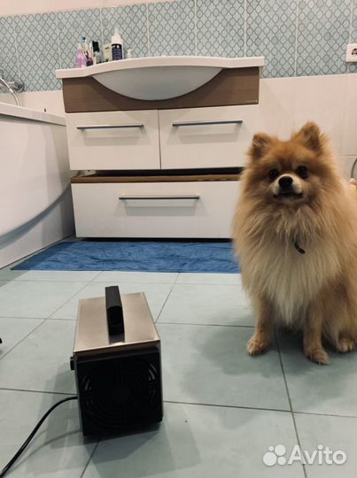 Профессиональное озонирование авто и помещения