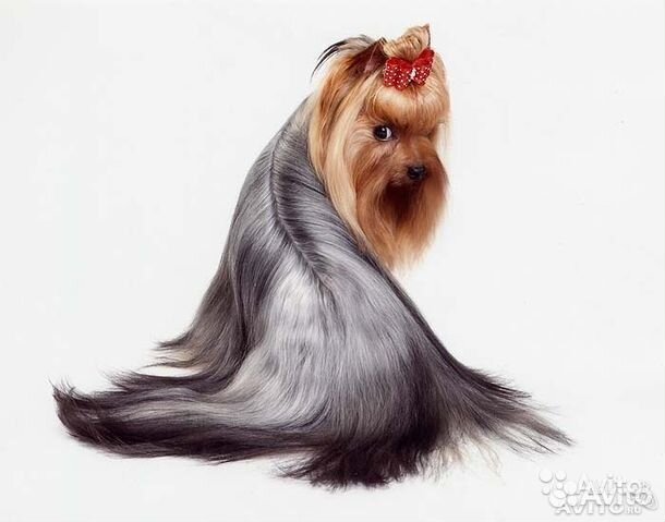 Стрижка собак и кошек, уз чистка зубов