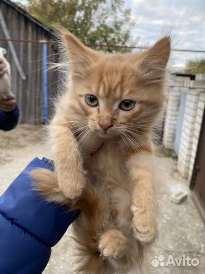 Котята митизы