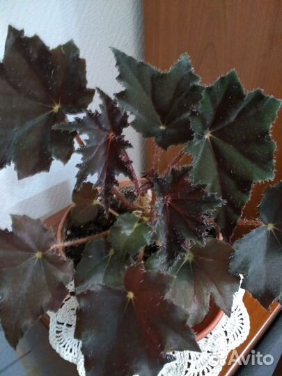 Оксалис, бегония,фуксия