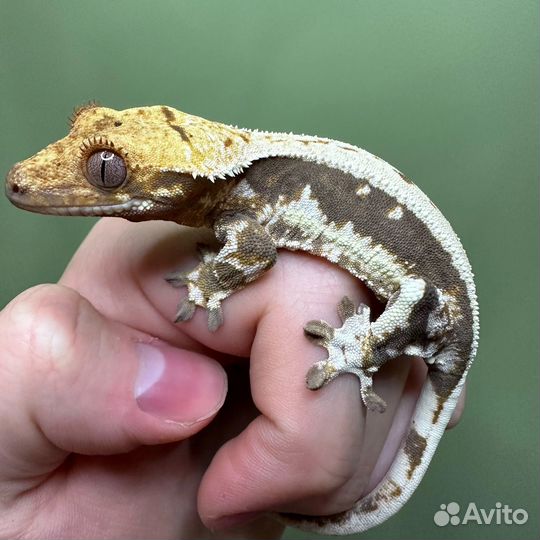 Гекконы реснитчатые бананоеды