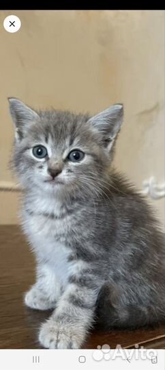 Котенок мальчик