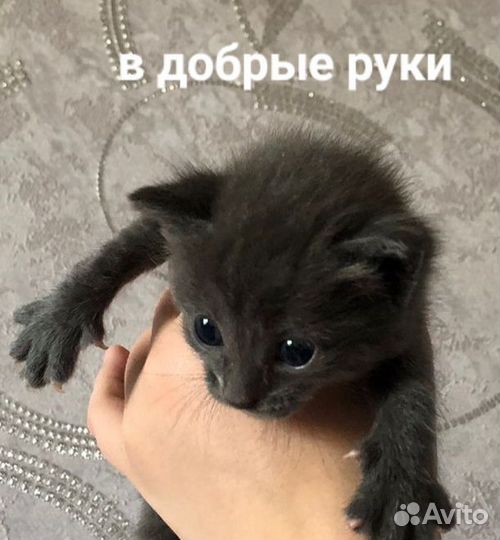 Котята в добрые руки бесплатно