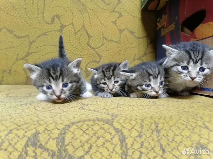 Кошка в дар бесплатно