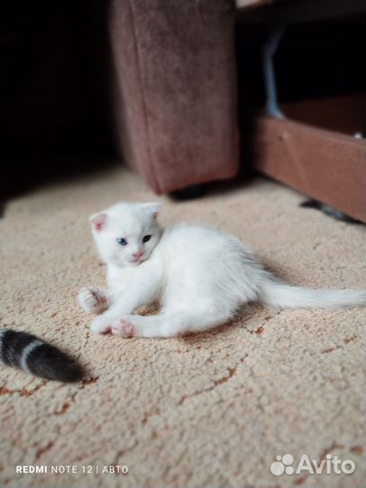 Британские котята
