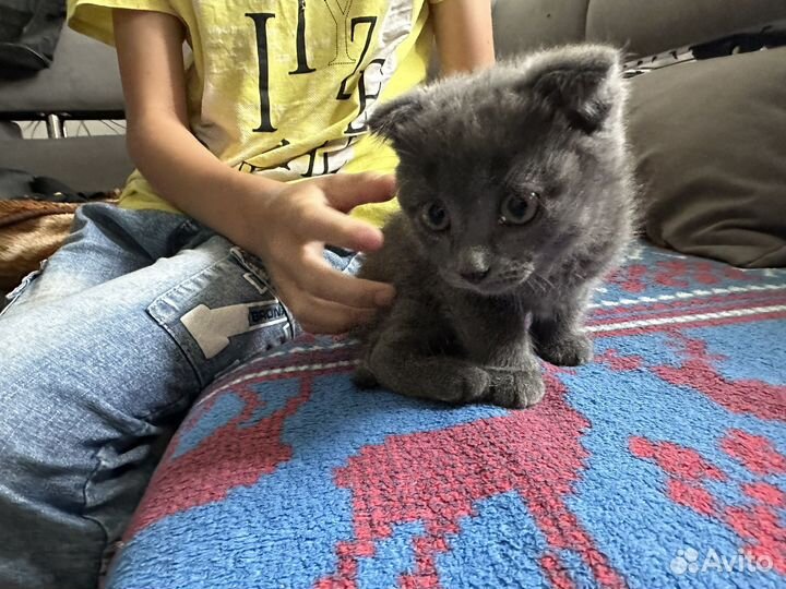Шотландская вислоухая