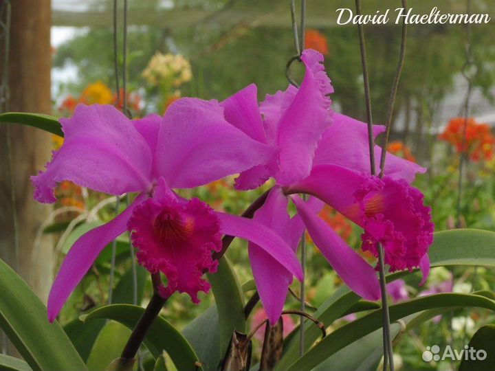 Орхидея Каттлея. C. trianae var. Sangro de Toro