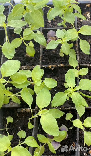 Рассада баклажан,томатов,огурцов и кабачков